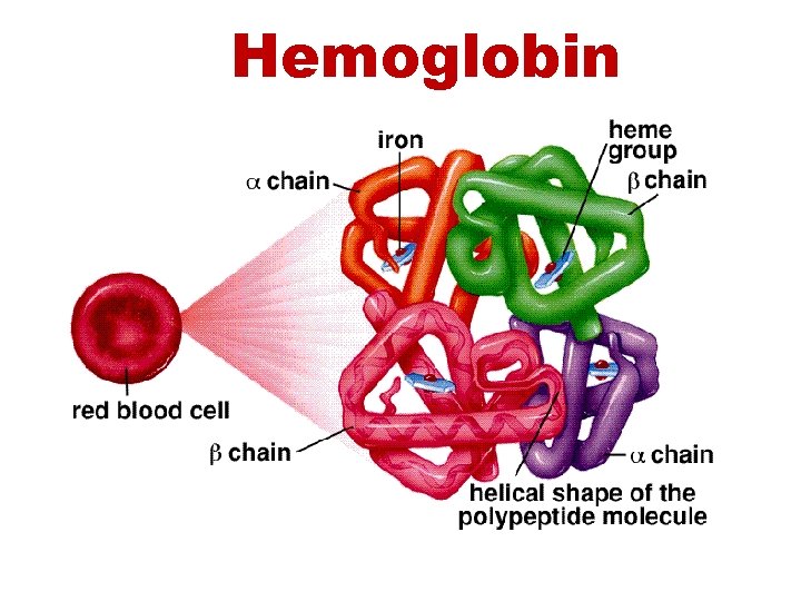 Hemoglobin 