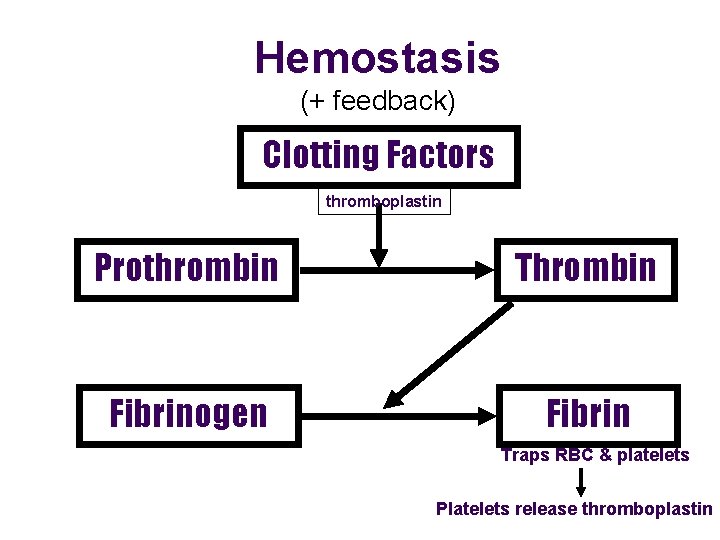 Hemostasis (+ feedback) Clotting Factors thromboplastin Prothrombin Thrombin Fibrinogen Fibrin Traps RBC & platelets