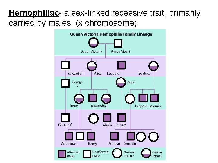 Hemophiliac- a sex-linked recessive trait, primarily carried by males (x chromosome) 