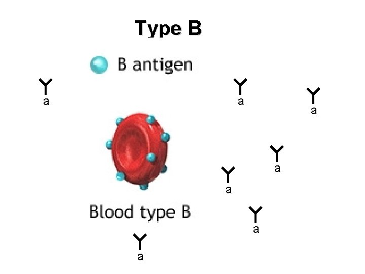 Type B a a a a 