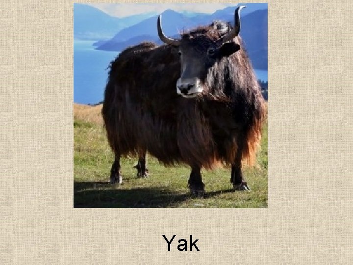 Yak 