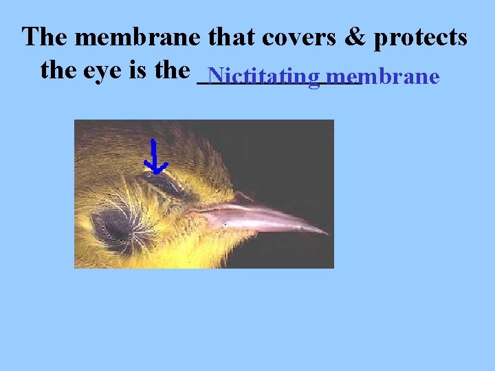 The membrane that covers & protects the eye is the ______ Nictitating membrane 
