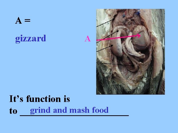 A= gizzard A It’s function is grind and mash food to ___________ 