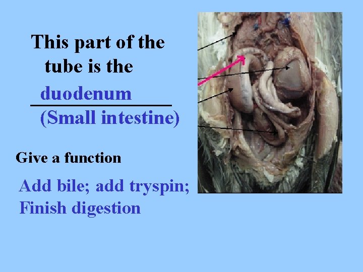 This part of the tube is the duodenum _______ (Small intestine) Give a function