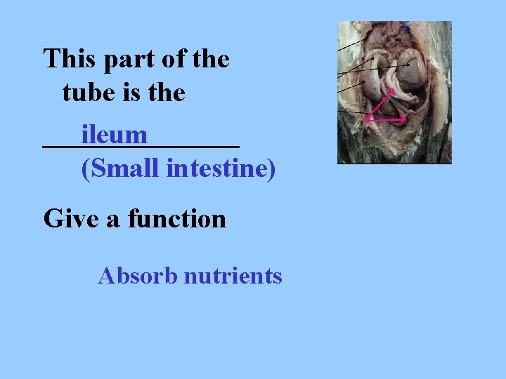 This part of the tube is the _______ ileum (Small intestine) Give a function