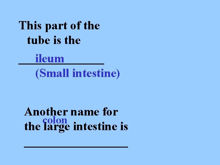 This part of the tube is the _______ ileum (Small intestine) Another name for