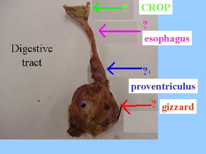 ? CROP ? esophagus ? proventriculus ? gizzard 