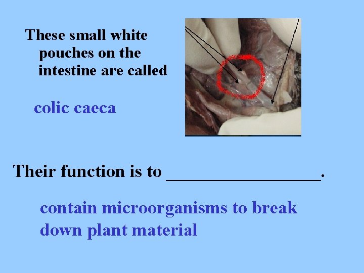 These small white pouches on the intestine are called colic caeca Their function is