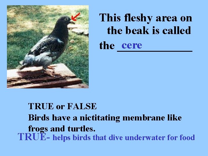 This fleshy area on the beak is called cere the _______ TRUE or FALSE