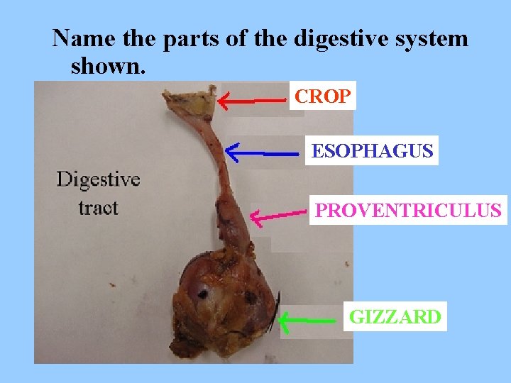 Name the parts of the digestive system shown. CROP ESOPHAGUS PROVENTRICULUS GIZZARD 