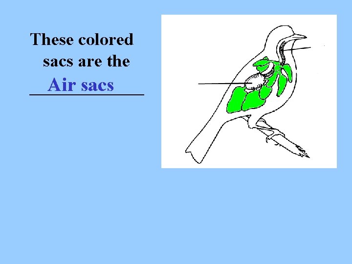 These colored sacs are the Air sacs _______ 