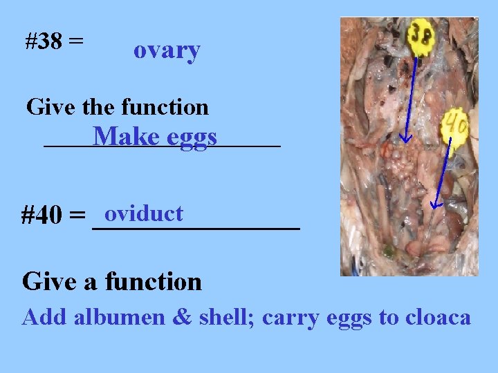 #38 = ovary Give the function __________ Make eggs oviduct #40 = ________ Give