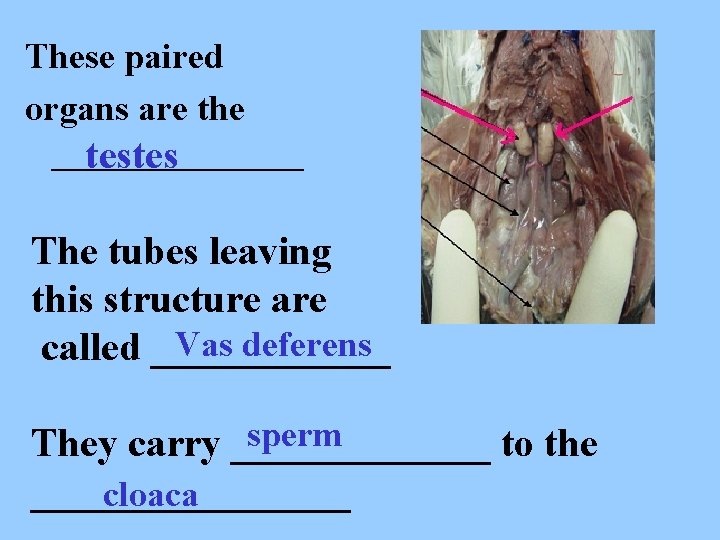 These paired organs are the _______ testes The tubes leaving this structure are Vas