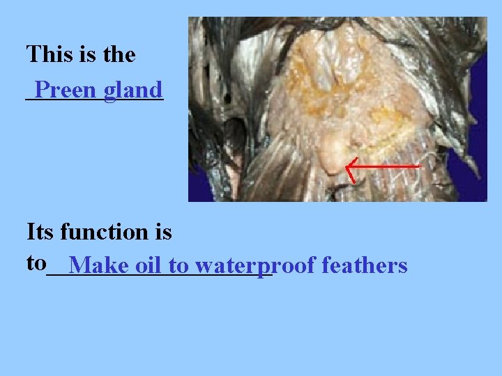 This is the ______ Preen gland Its function is to_________ Make oil to waterproof