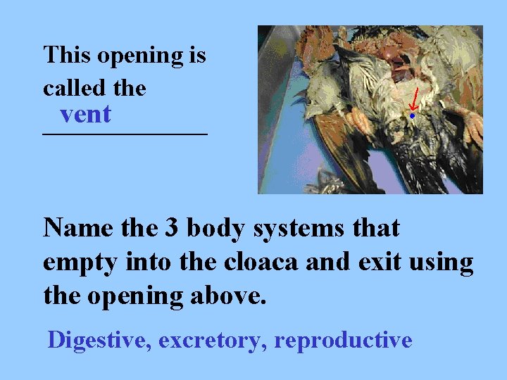 This opening is called the vent _______ Name the 3 body systems that empty
