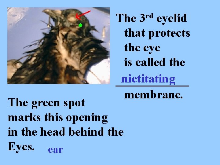 The 3 rd eyelid that protects the eye is called the nictitating ______ membrane.