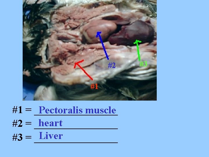 #2 #1 #1 = ________ Pectoralis muscle heart #2 = ________ Liver #3 =