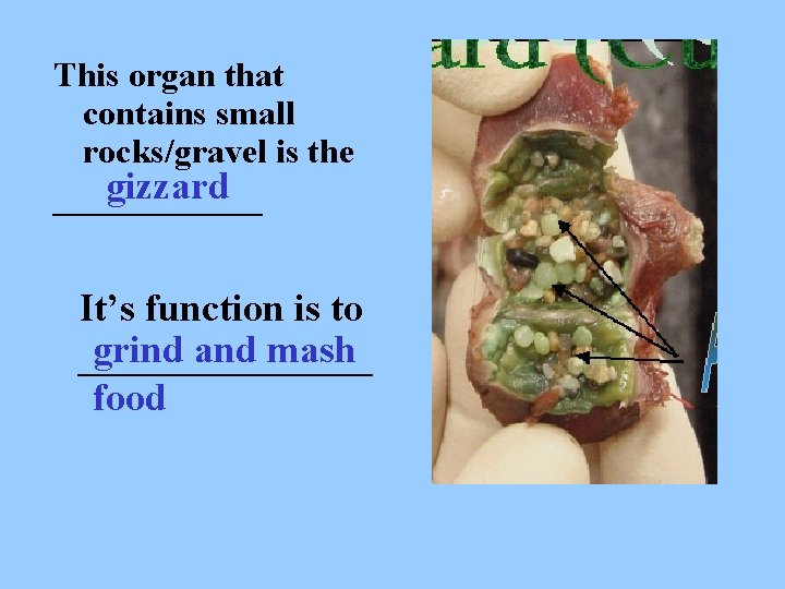 This organ that contains small rocks/gravel is the gizzard ______ It’s function is to