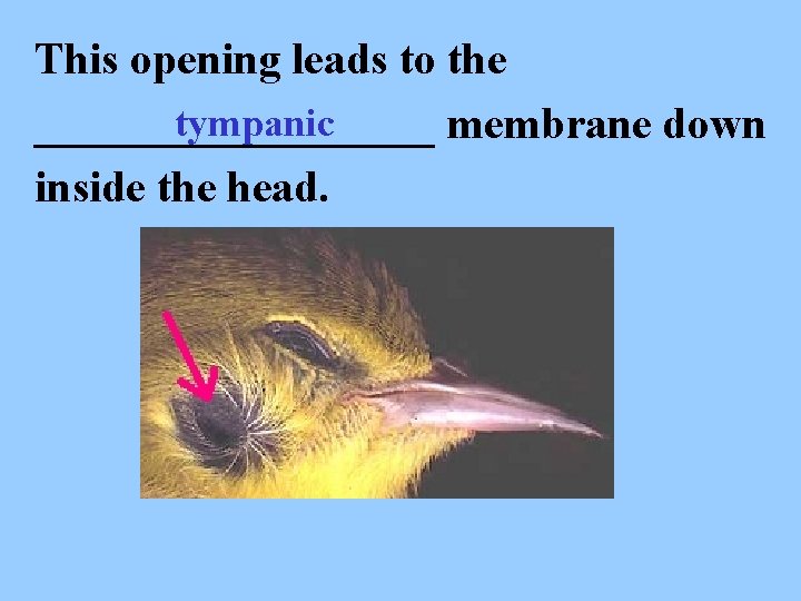 This opening leads to the tympanic _________ membrane down inside the head. 