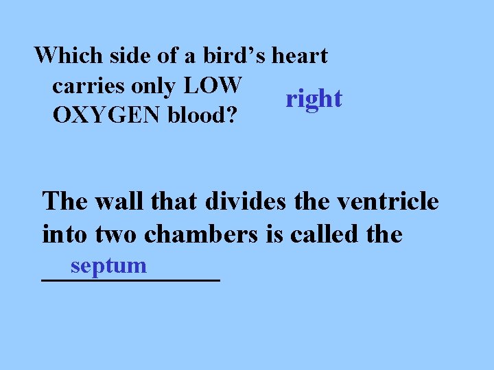 Which side of a bird’s heart carries only LOW right OXYGEN blood? The wall