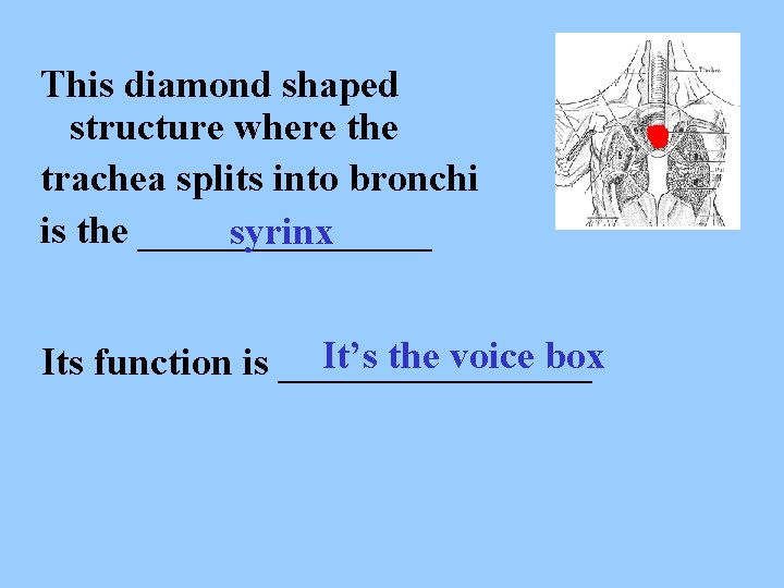 This diamond shaped structure where the trachea splits into bronchi is the ________ syrinx