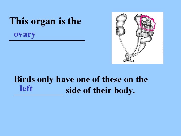 This organ is the ovary ________ Birds only have one of these on the