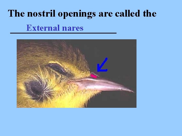 The nostril openings are called the External nares ___________ 