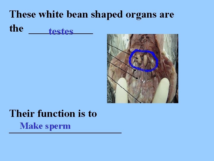 These white bean shaped organs are the ______ testes Their function is to Make