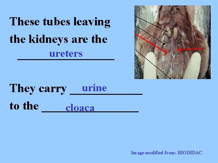 These tubes leaving the kidneys are the ureters ________ urine They carry ______ to