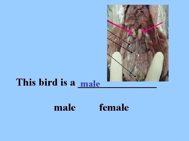 This bird is a ________ male female 