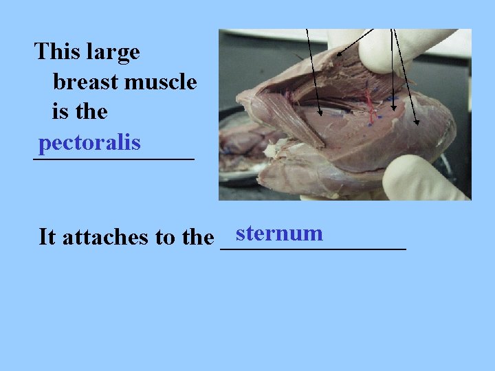 This large breast muscle is the pectoralis _______ sternum It attaches to the ________