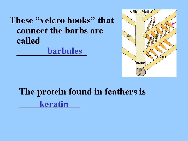 These “velcro hooks” that connect the barbs are called ________ barbules The protein found