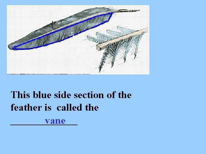 This blue side section of the feather is called the _______ vane 