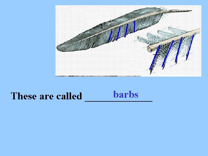barbs These are called _______ 