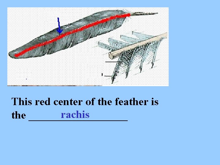 This red center of the feather is rachis the _________ 