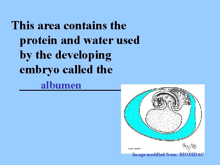 This area contains the protein and water used by the developing embryo called the