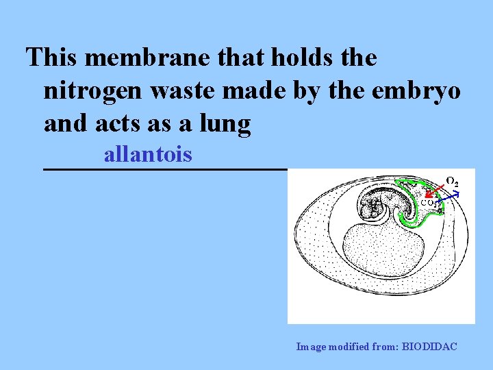 This membrane that holds the nitrogen waste made by the embryo and acts as