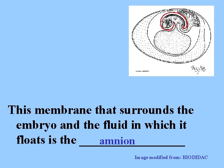 This membrane that surrounds the embryo and the fluid in which it floats is