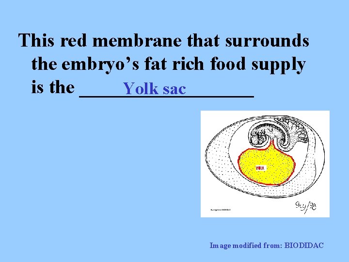 This red membrane that surrounds the embryo’s fat rich food supply is the _________