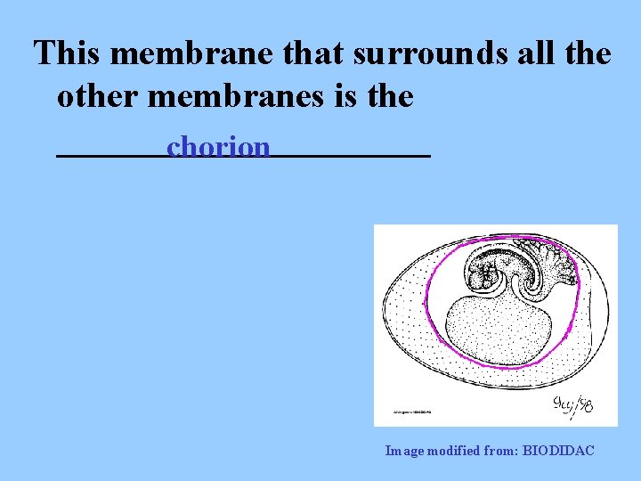 This membrane that surrounds all the other membranes is the ___________ chorion Image modified