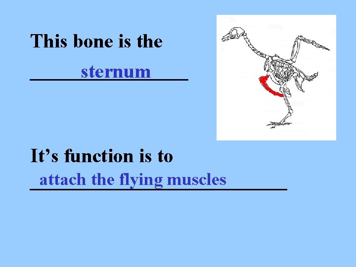 This bone is the ________ sternum It’s function is to attach the flying muscles