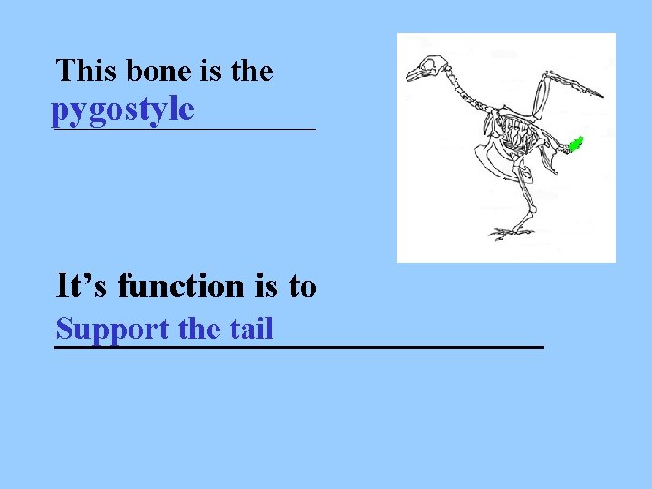 This bone is the pygostyle ________ It’s function is to Support the tail ______________
