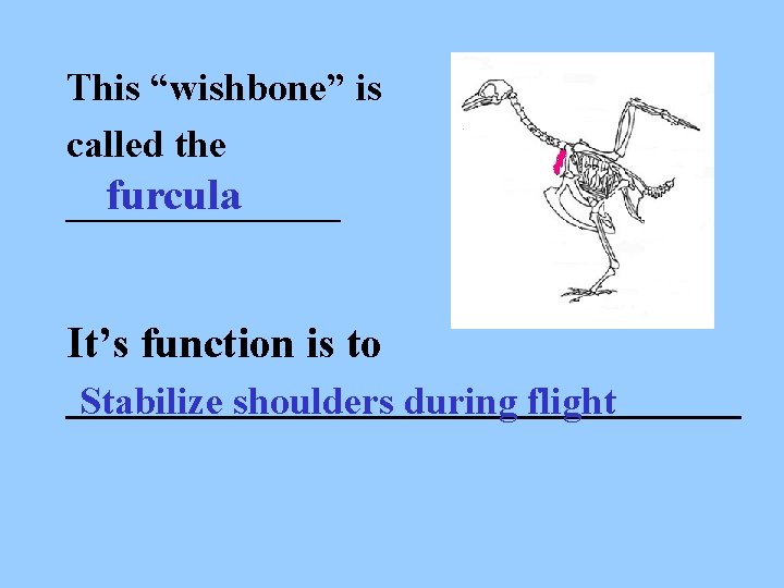 This “wishbone” is called the furcula _______ It’s function is to ________________ Stabilize shoulders
