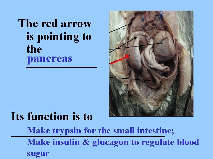 The red arrow is pointing to the pancreas ______ Its function is to Make