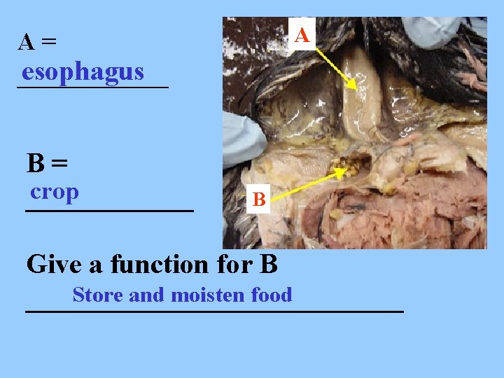A A= esophagus ______ B= crop ______ B Give a function for B Store