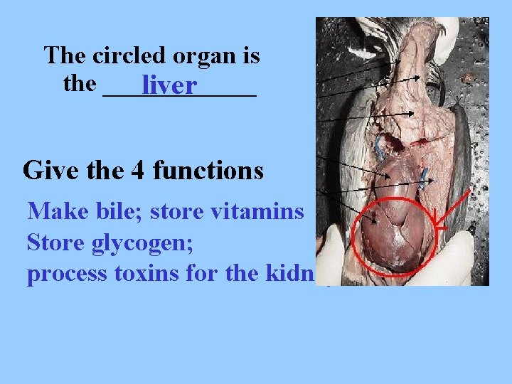 The circled organ is the ______ liver #2 Give the 4 functions Make bile;