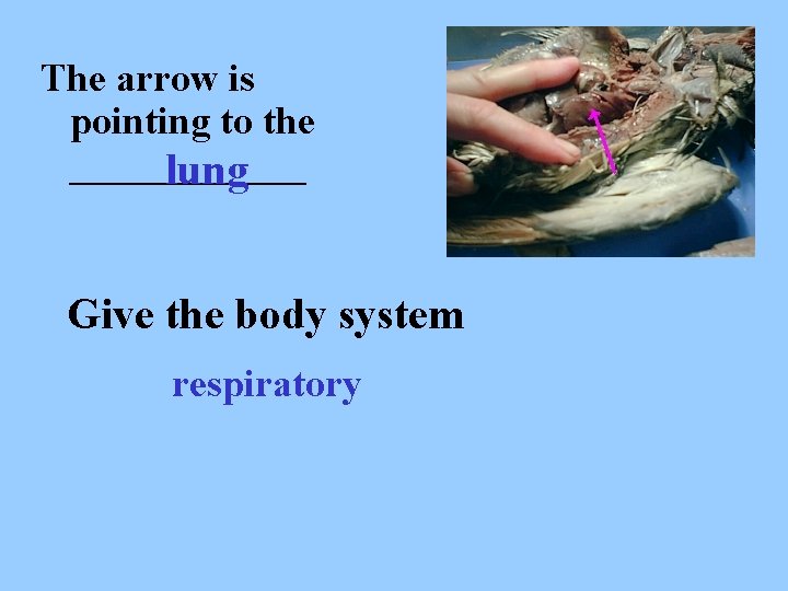 The arrow is pointing to the ______ lung Give the body system respiratory 