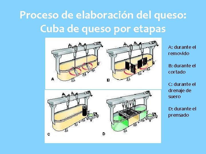 Proceso de elaboración del queso: Cuba de queso por etapas A: durante el removido