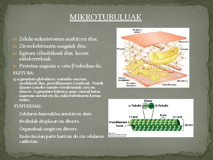 MIKROTUBULUAK Zelula eukariotoetan aurkitzen dira. Zitoeskeletoaren osagaiak dira. Egitura zilindrikoak dira, luzera aldakorrekoak. Proteina