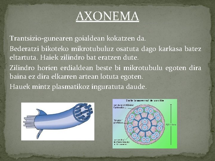 AXONEMA Trantsizio-gunearen goialdean kokatzen da. Bederatzi bikoteko mikrotubuluz osatuta dago karkasa batez eltartuta. Haiek